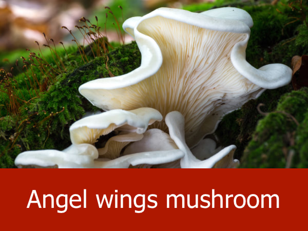 Angel wings mushroom