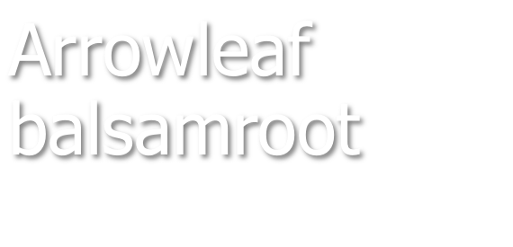 Arrowleaf balsamroot