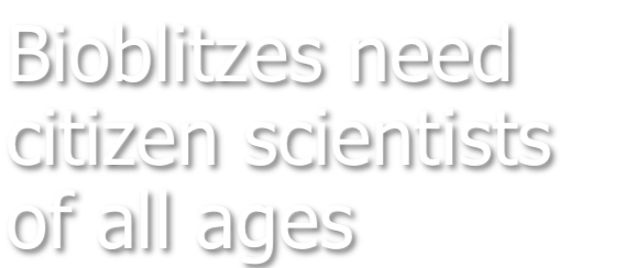 Bioblitzes Need Citizen Scientists of All Ages