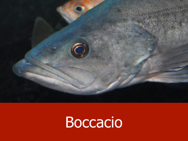 Bocaccio