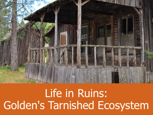 Life in Ruins Goldens Tarnished Ecosystem