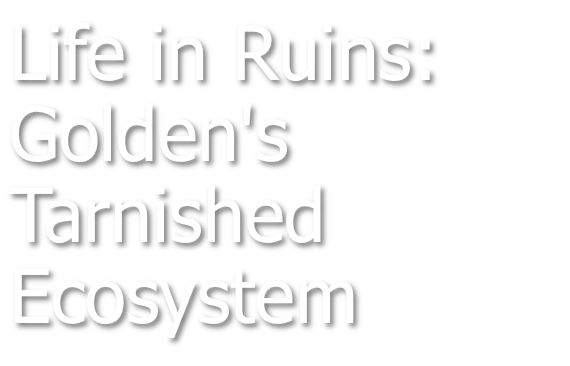 Life in Ruins: Golden's Tarnished Ecosystem
