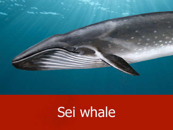 Sei whale