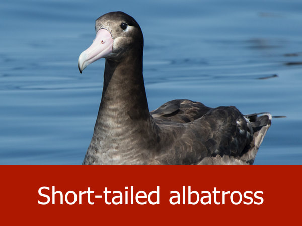 Short tailed albatross