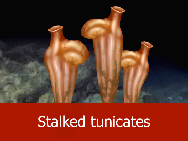 Stalked tunicates