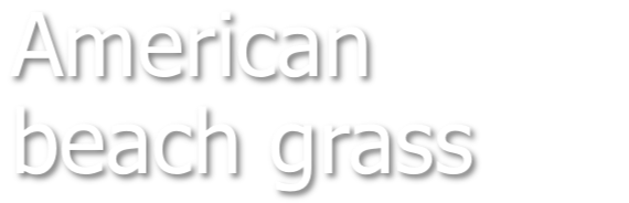 American beach grass