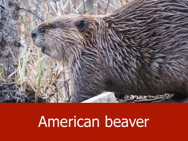 American beaver