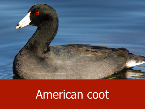 American coot