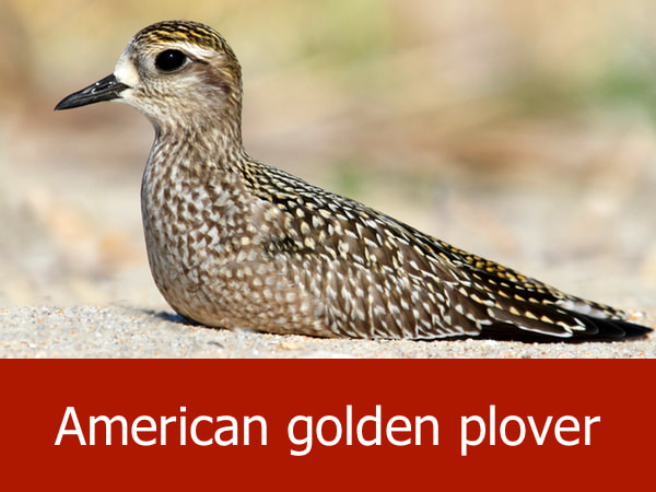 American golden plover