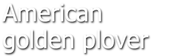 American golden plover