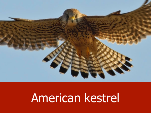 American kestrel