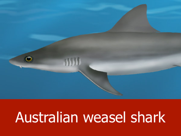 Australian weasel shark