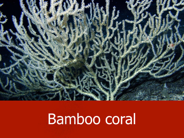 Bamboo coral