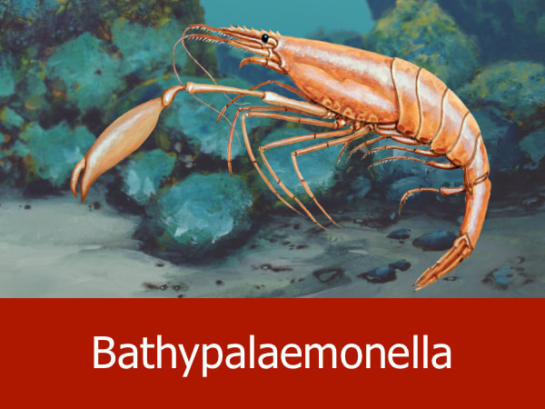 Bathypalaemonella