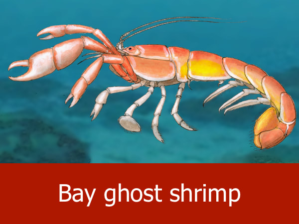 Bay ghost shrimp
