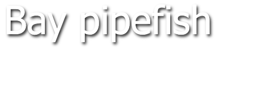 Bay pipefish