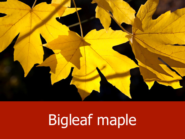 Bigleaf maple