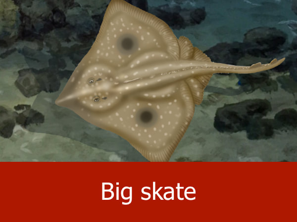 Big skate