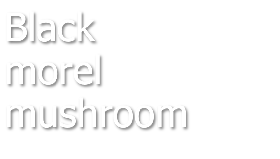 Black morel mushroom