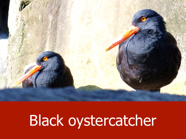 Black oystercatcher