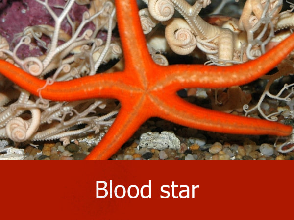 Blood star