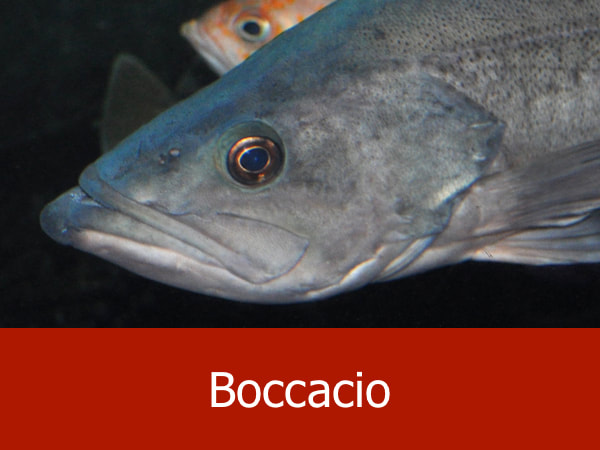 Boccacio