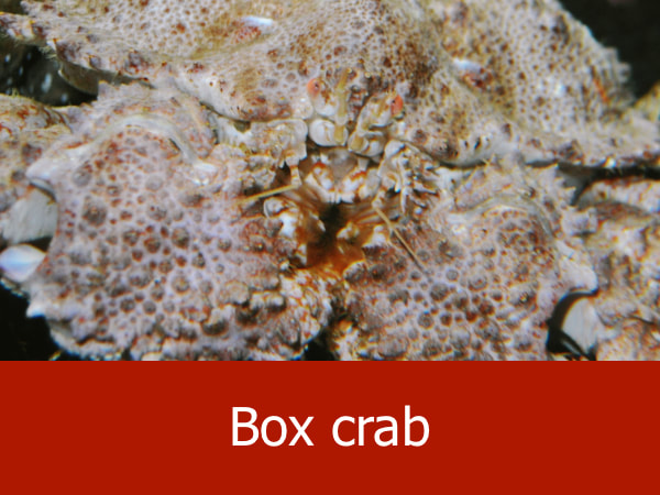 Box crab