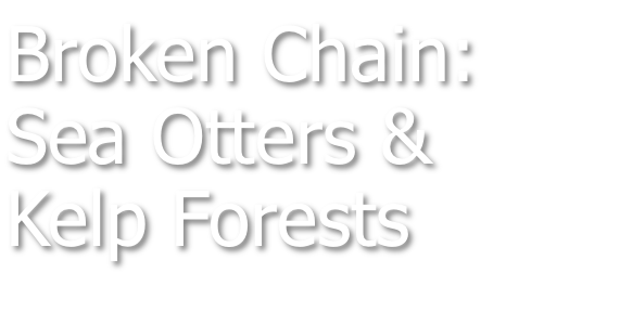 Broken Chain: Sea Otters and Kelp Forests