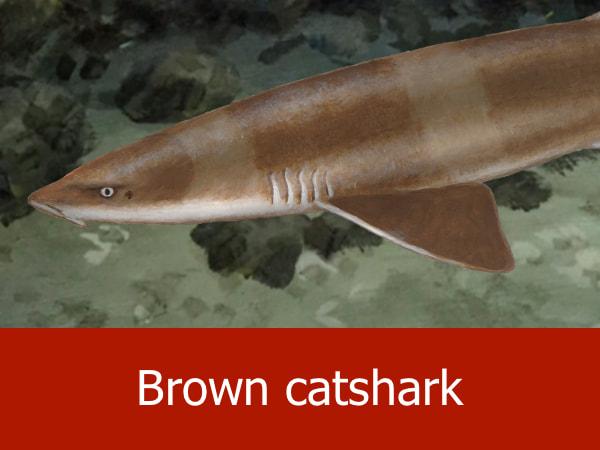Brown cat shark