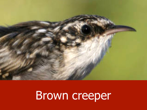 Brown creeper