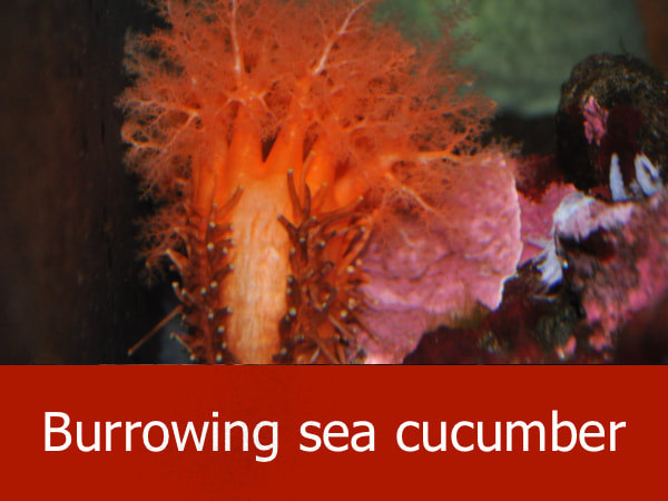Burrowing Sea Cucumber
