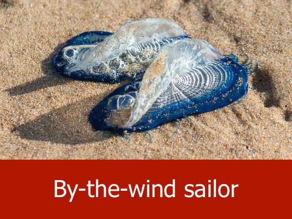 By the wind sailor