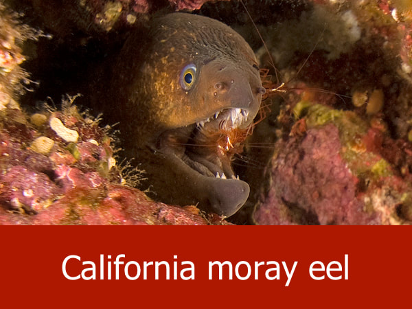 California moray eel