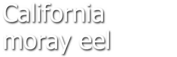 California moray eel