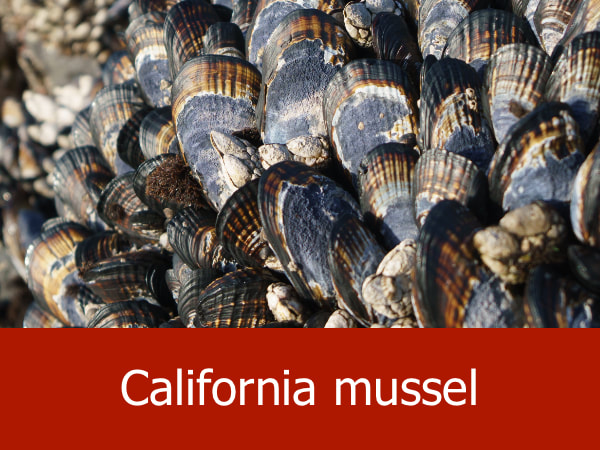 California mussel
