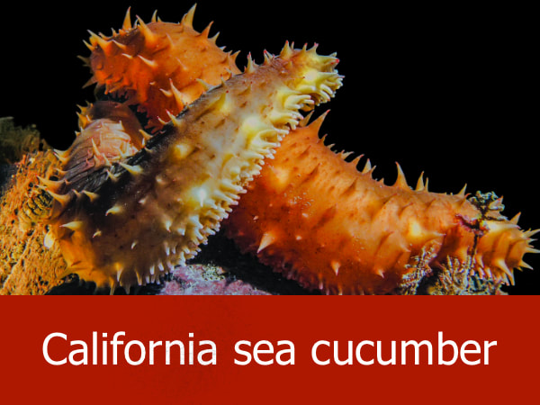 California sea cucumber