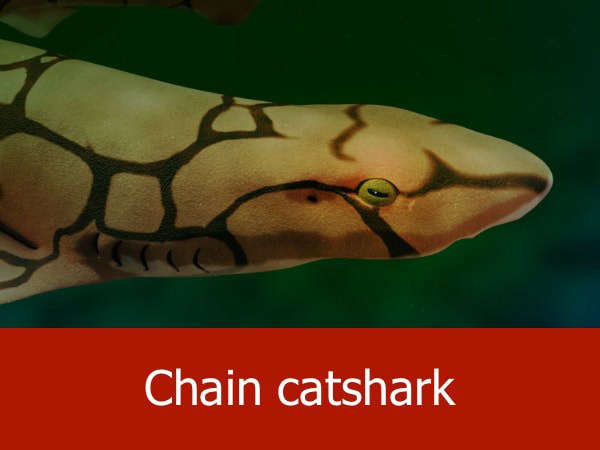 Chain Catshark