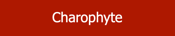 Charophyte
