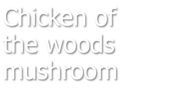 Chicken of the woods mushroom
