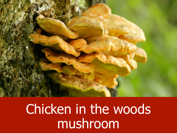Chicken in the woods mushroom