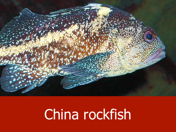 China rockfish