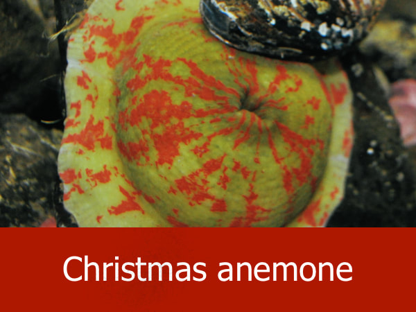 Christmas anemone