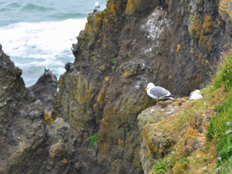 Seagulls on cliff top