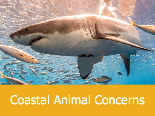 Coastal Animal Concerns