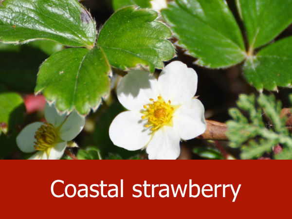 Coastal strawberry