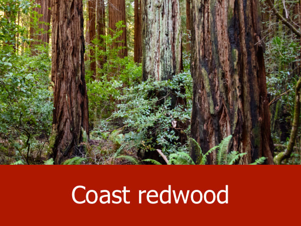 Coast redwood
