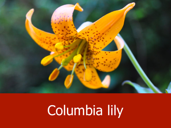 Columbia lily