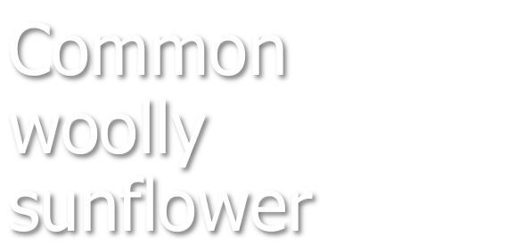 Common woolly sunflower