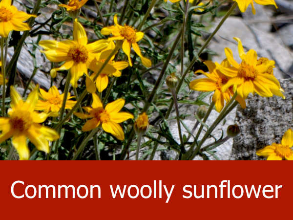 Common woolly sunflower