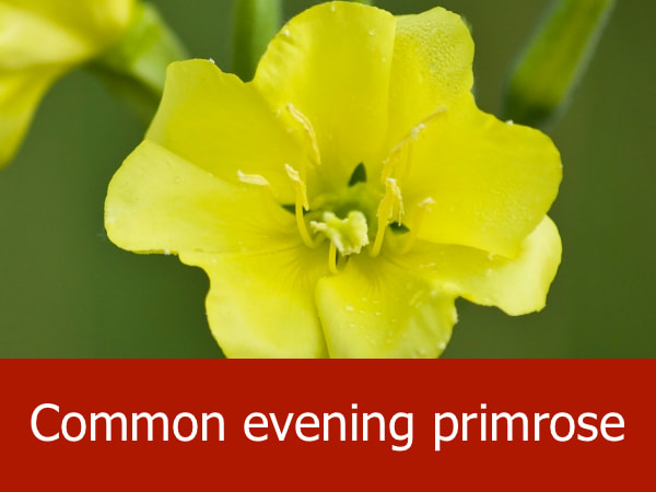 Common evening primrose